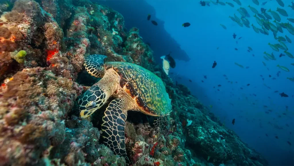 The unique underwater ecosystem of Maui