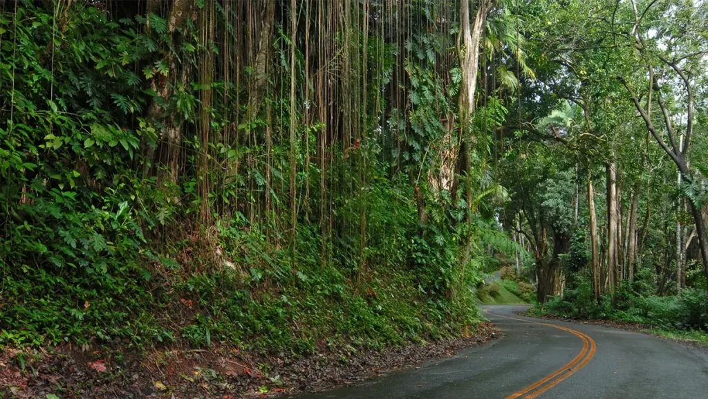 road to hana