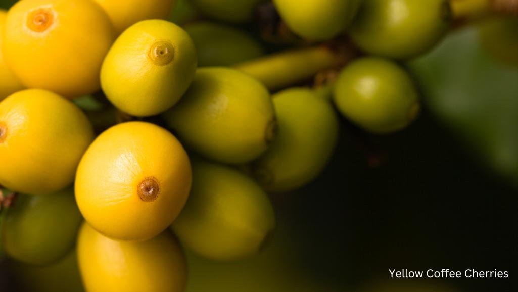 yellow coffee cherries in Maui