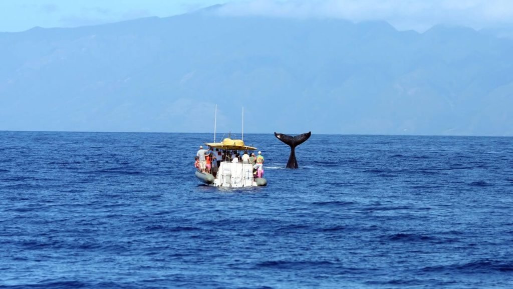 ultimate whale watching maui