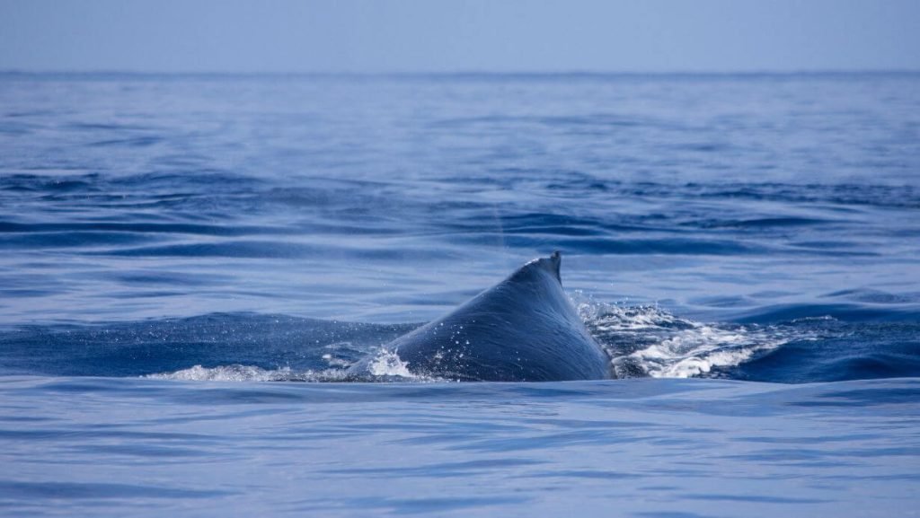 ultimate whale watching maui | humpback whale