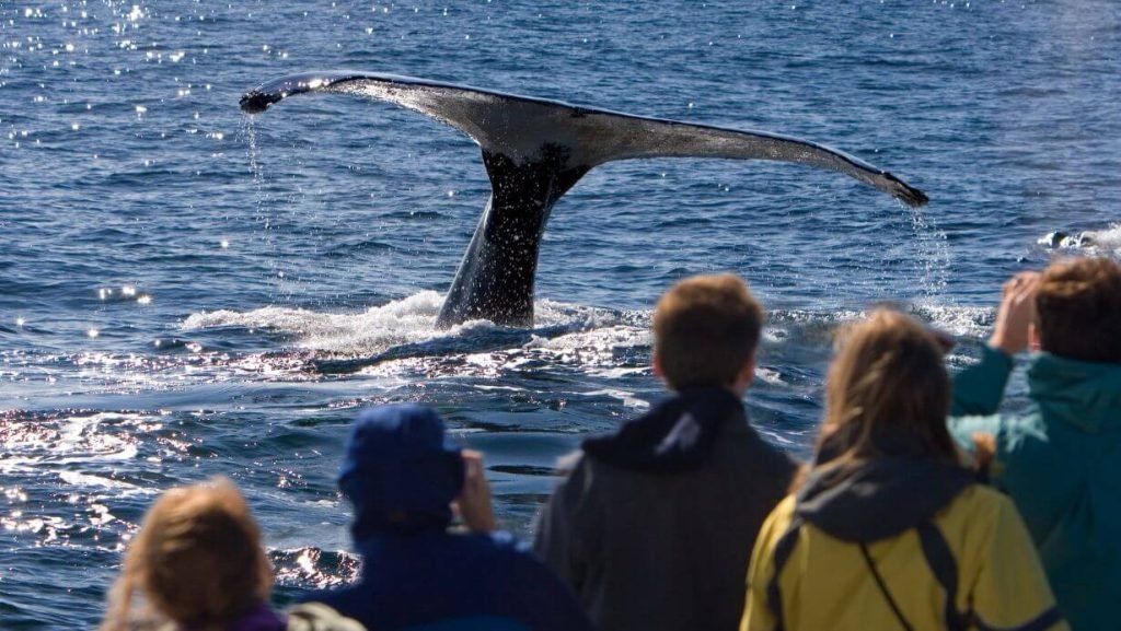 ultimate whale watching maui