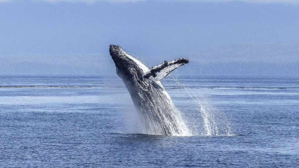 humpback whale