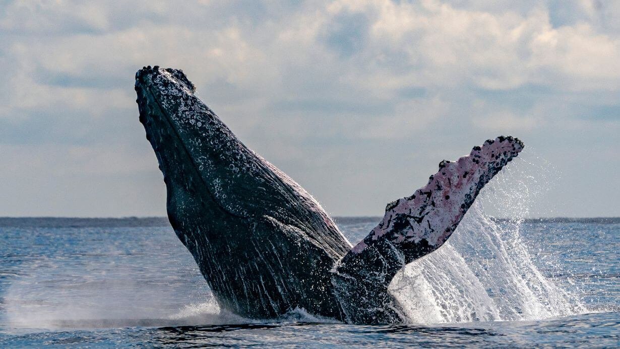 ultimate whale watching maui | humpback whale