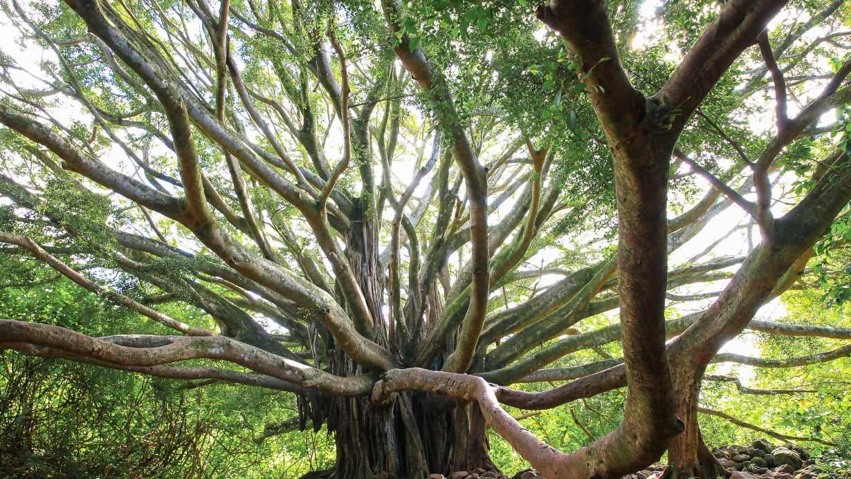 Pipiwai Trail, Maui Trail